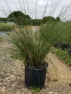muhlenbergia-capillaris-gulf-coast-muhly-grass-hair-awn-muhly-pink-muhly-grass