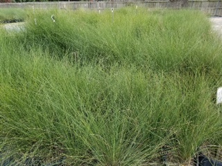 muhlenbergia-capillaris-gulf-coast-muhly-grass-hair-awn-muhly-pink-muhly-grass