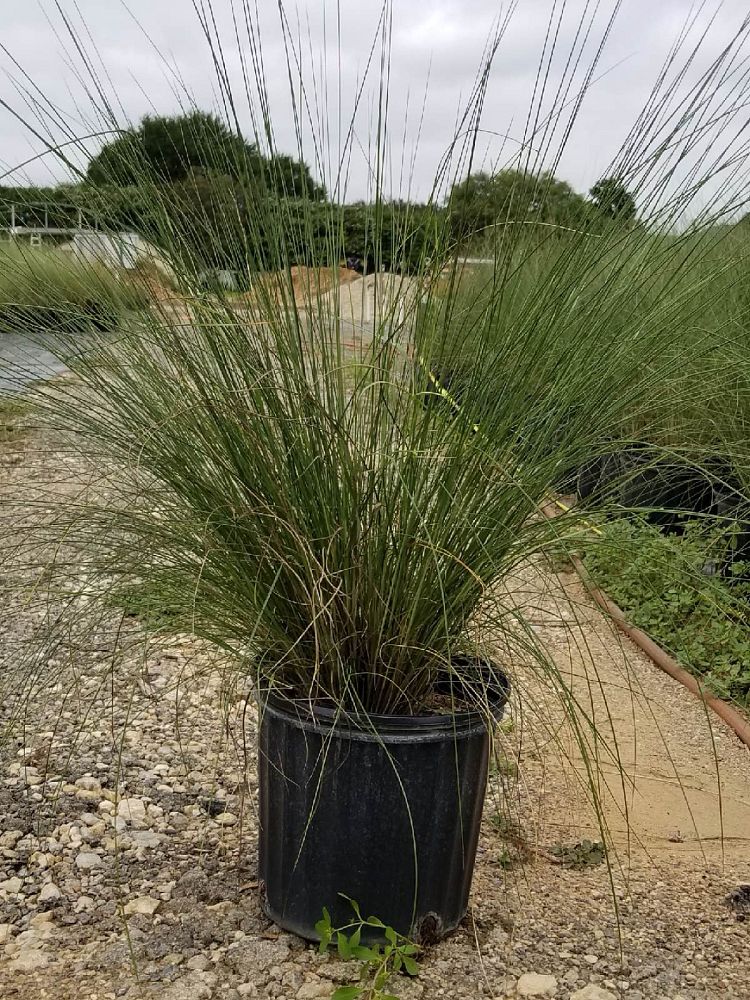 muhlenbergia-capillaris-gulf-coast-muhly-grass-hair-awn-muhly-pink-muhly-grass