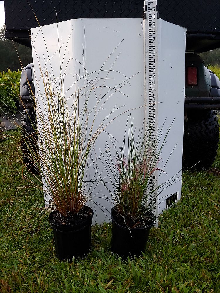 muhlenbergia-capillaris-gulf-coast-muhly-grass-hair-awn-muhly-pink-muhly-grass