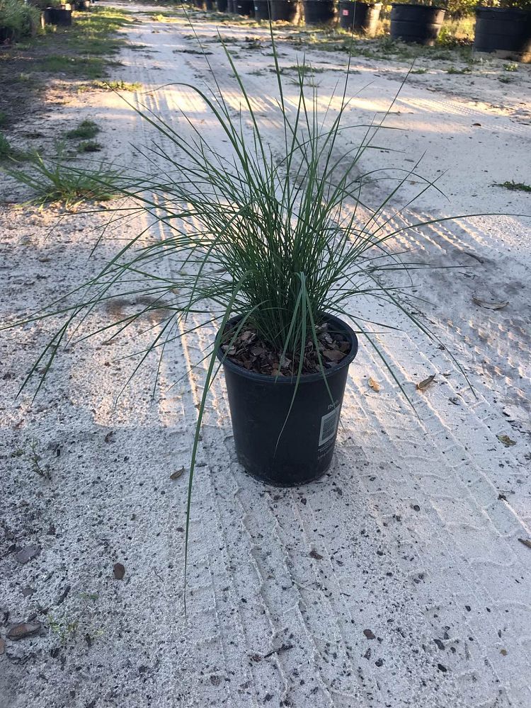 muhlenbergia-capillaris-gulf-coast-muhly-grass-hair-awn-muhly-pink-muhly-grass