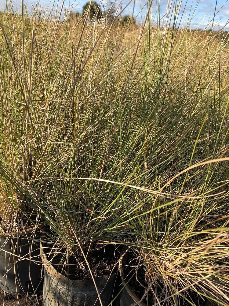 muhlenbergia-capillaris-gulf-coast-muhly-grass-hair-awn-muhly-pink-muhly-grass
