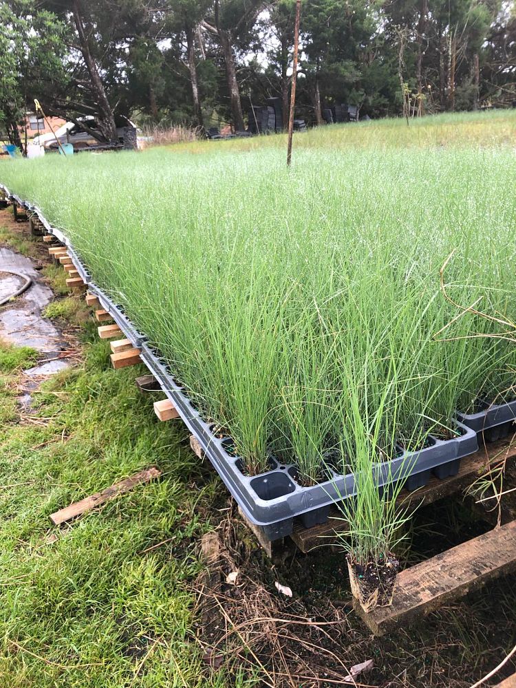 muhlenbergia-capillaris-gulf-coast-muhly-grass-hair-awn-muhly-pink-muhly-grass