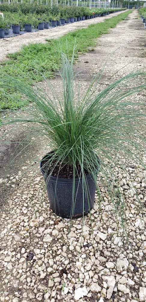 muhlenbergia-capillaris-gulf-coast-muhly-grass-hair-awn-muhly-pink-muhly-grass