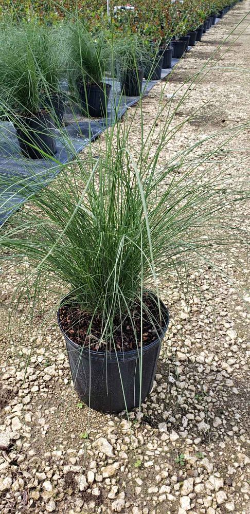 muhlenbergia-capillaris-gulf-coast-muhly-grass-hair-awn-muhly-pink-muhly-grass