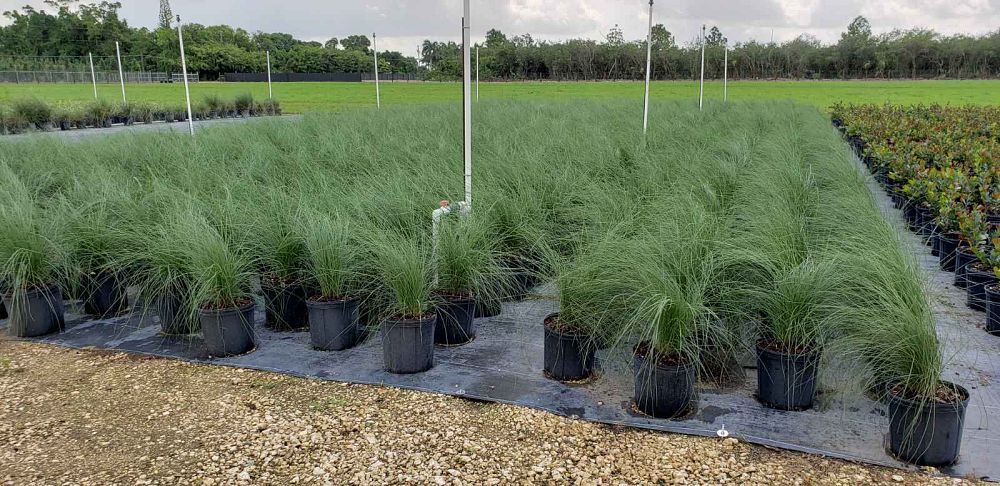 muhlenbergia-capillaris-gulf-coast-muhly-grass-hair-awn-muhly-pink-muhly-grass
