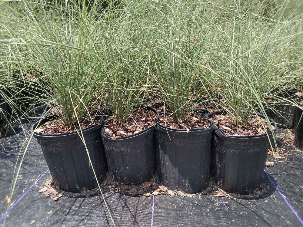 muhlenbergia-capillaris-gulf-coast-muhly-grass-hair-awn-muhly-pink-muhly-grass