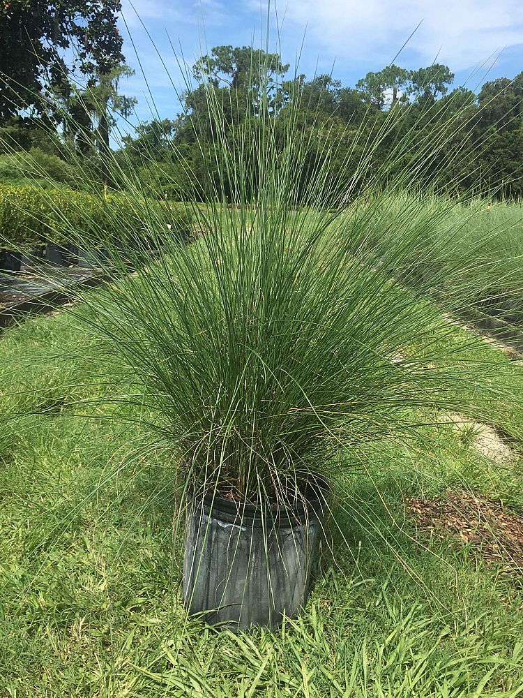 muhlenbergia-capillaris-gulf-coast-muhly-grass-hair-awn-muhly-pink-muhly-grass