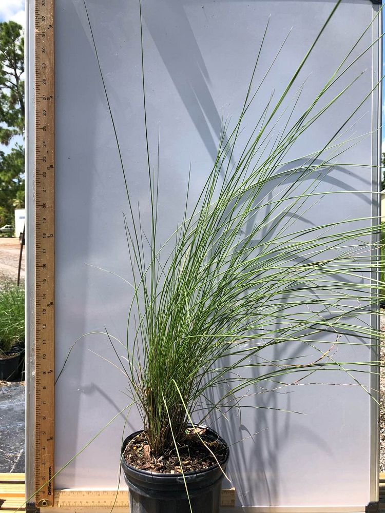 muhlenbergia-capillaris-gulf-coast-muhly-grass-hair-awn-muhly-pink-muhly-grass