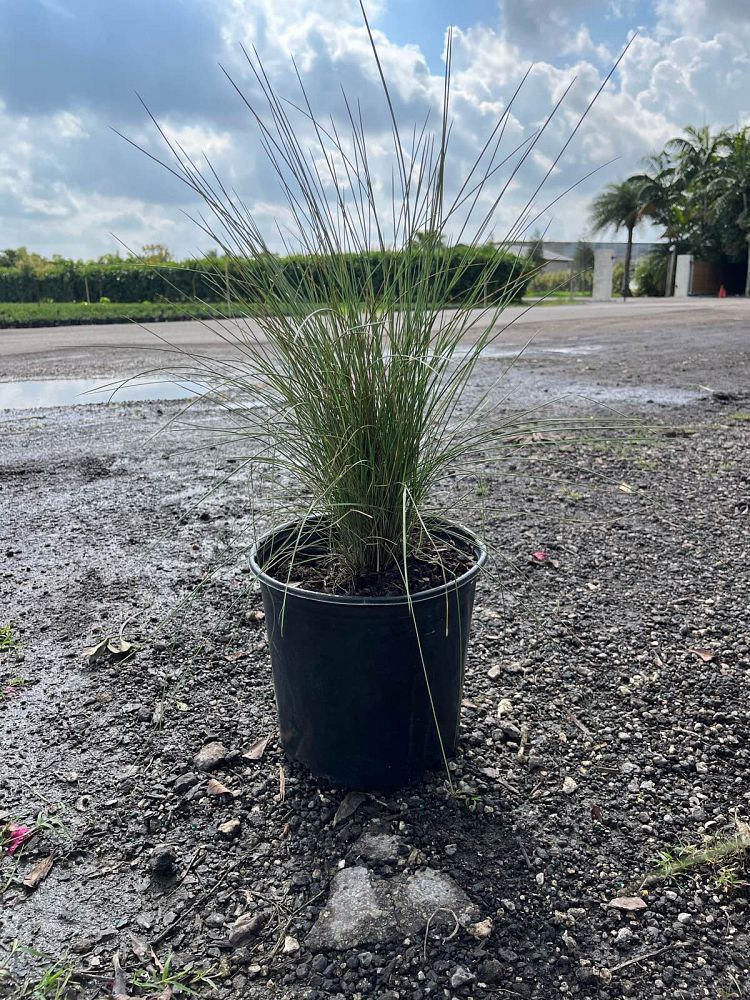 muhlenbergia-capillaris-gulf-coast-muhly-grass-hair-awn-muhly-pink-muhly-grass