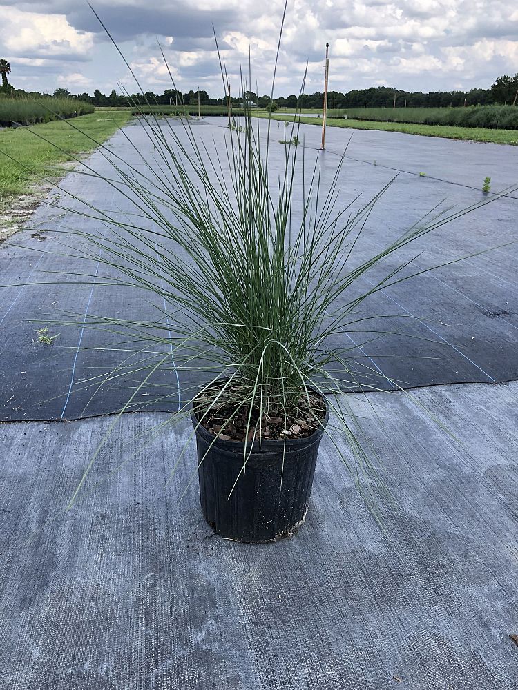 muhlenbergia-capillaris-gulf-coast-muhly-grass-hair-awn-muhly-pink-muhly-grass