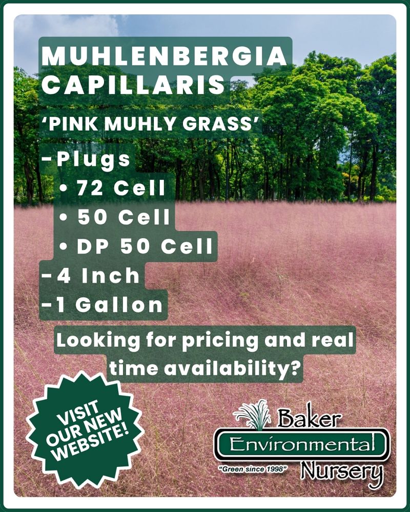 muhlenbergia-capillaris-gulf-coast-muhly-grass-hair-awn-muhly-pink-muhly-grass