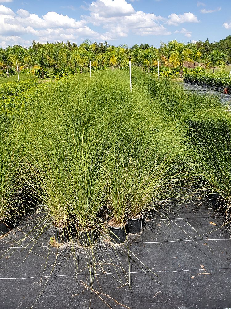 muhlenbergia-capillaris-gulf-coast-muhly-grass-hair-awn-muhly-pink-muhly-grass