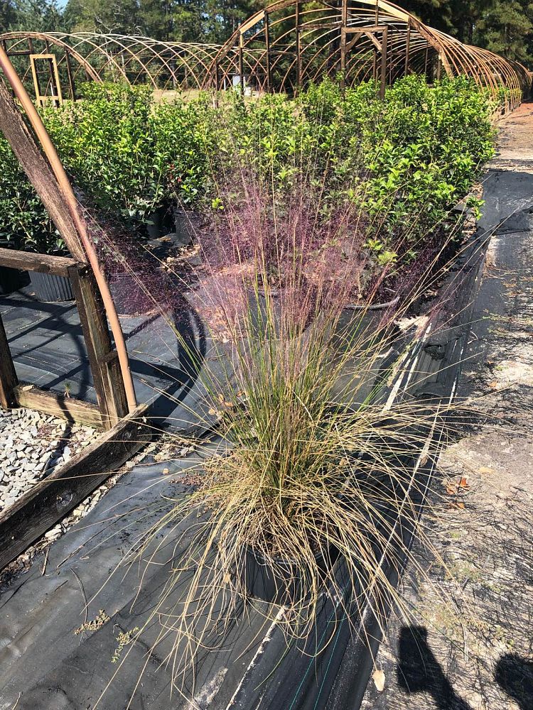 muhlenbergia-capillaris-gulf-coast-muhly-grass-hair-awn-muhly-pink-muhly-grass