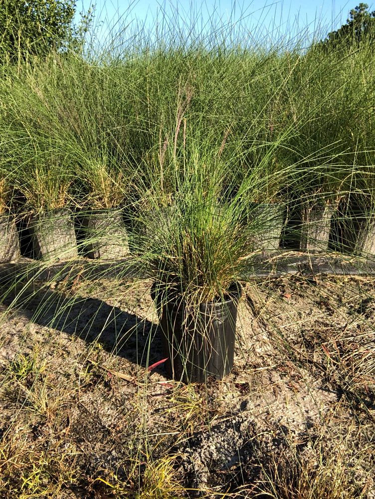 muhlenbergia-capillaris-gulf-coast-muhly-grass-hair-awn-muhly-pink-muhly-grass