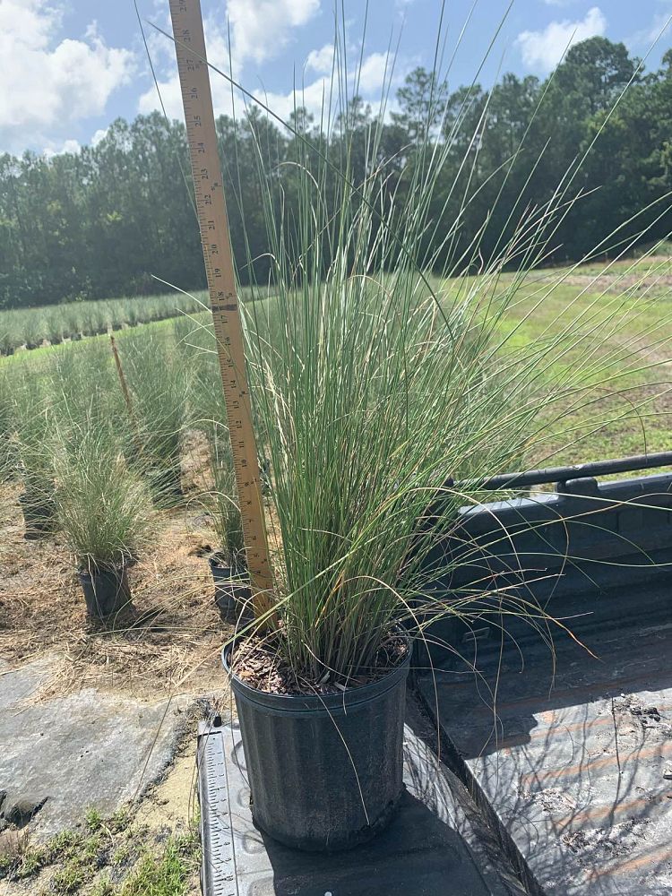muhlenbergia-capillaris-gulf-coast-muhly-grass-hair-awn-muhly-pink-muhly-grass