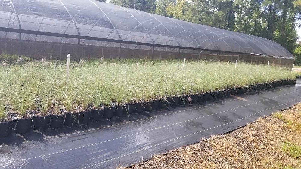 muhlenbergia-capillaris-gulf-coast-muhly-grass-hair-awn-muhly-pink-muhly-grass