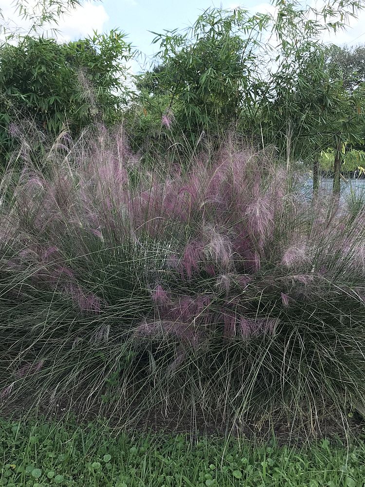 muhlenbergia-capillaris-gulf-coast-muhly-grass-hair-awn-muhly-pink-muhly-grass