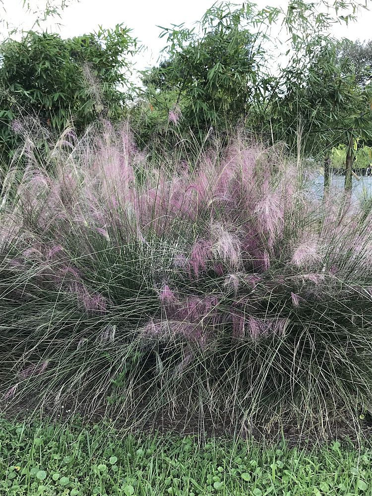 muhlenbergia-capillaris-gulf-coast-muhly-grass-hair-awn-muhly-pink-muhly-grass