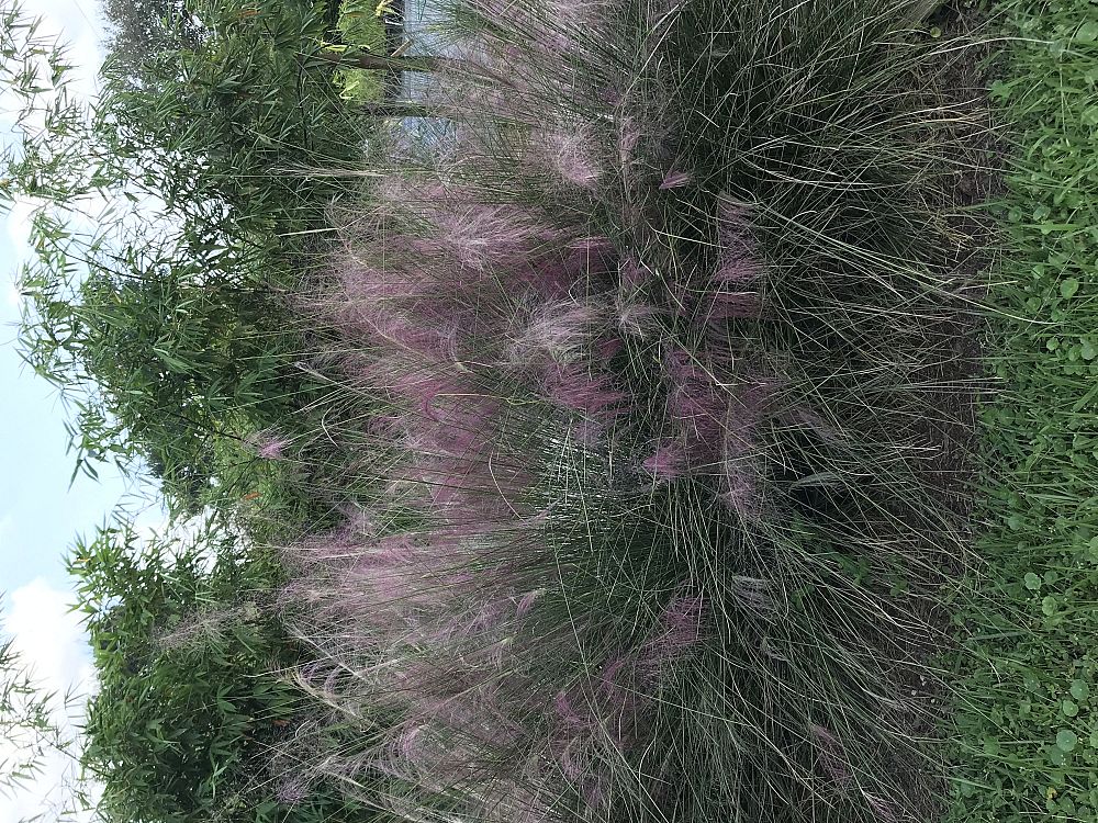muhlenbergia-capillaris-gulf-coast-muhly-grass-hair-awn-muhly-pink-muhly-grass
