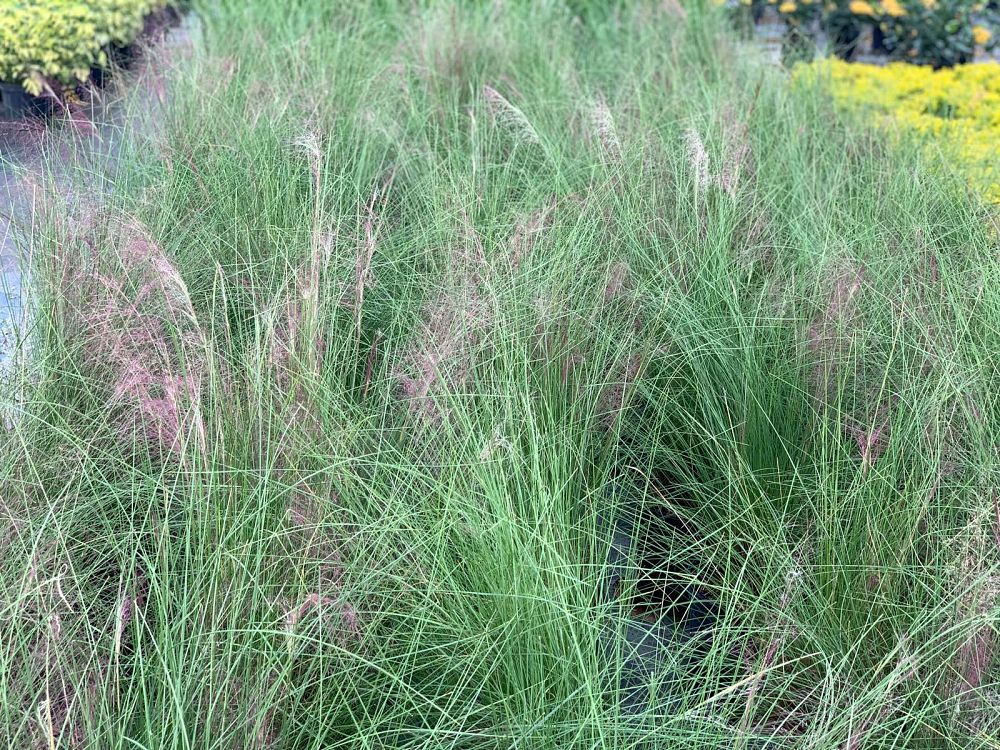 muhlenbergia-capillaris-gulf-coast-muhly-grass-hair-awn-muhly-pink-muhly-grass