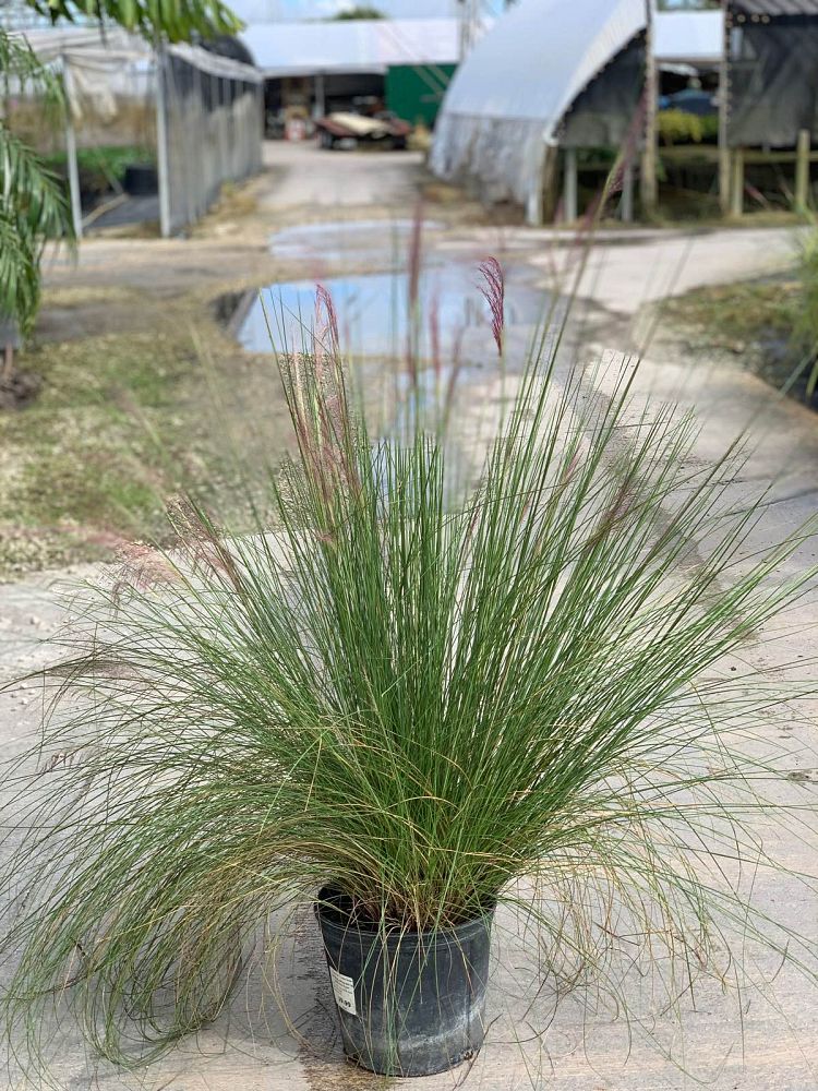 muhlenbergia-capillaris-gulf-coast-muhly-grass-hair-awn-muhly-pink-muhly-grass