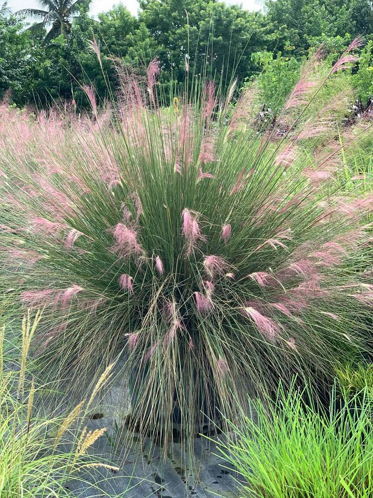 muhlenbergia-capillaris-gulf-coast-muhly-grass-hair-awn-muhly-pink-muhly-grass