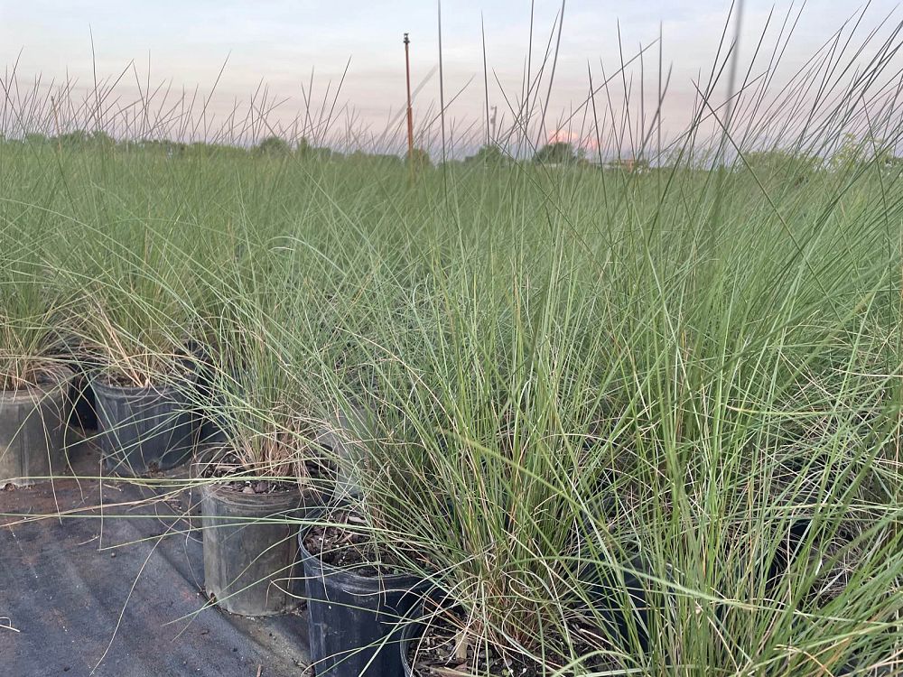 muhlenbergia-capillaris-gulf-coast-muhly-grass-hair-awn-muhly-pink-muhly-grass