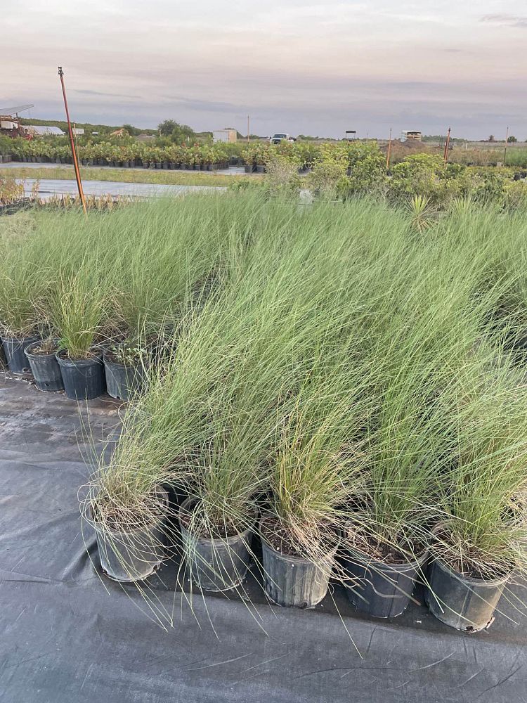 muhlenbergia-capillaris-gulf-coast-muhly-grass-hair-awn-muhly-pink-muhly-grass