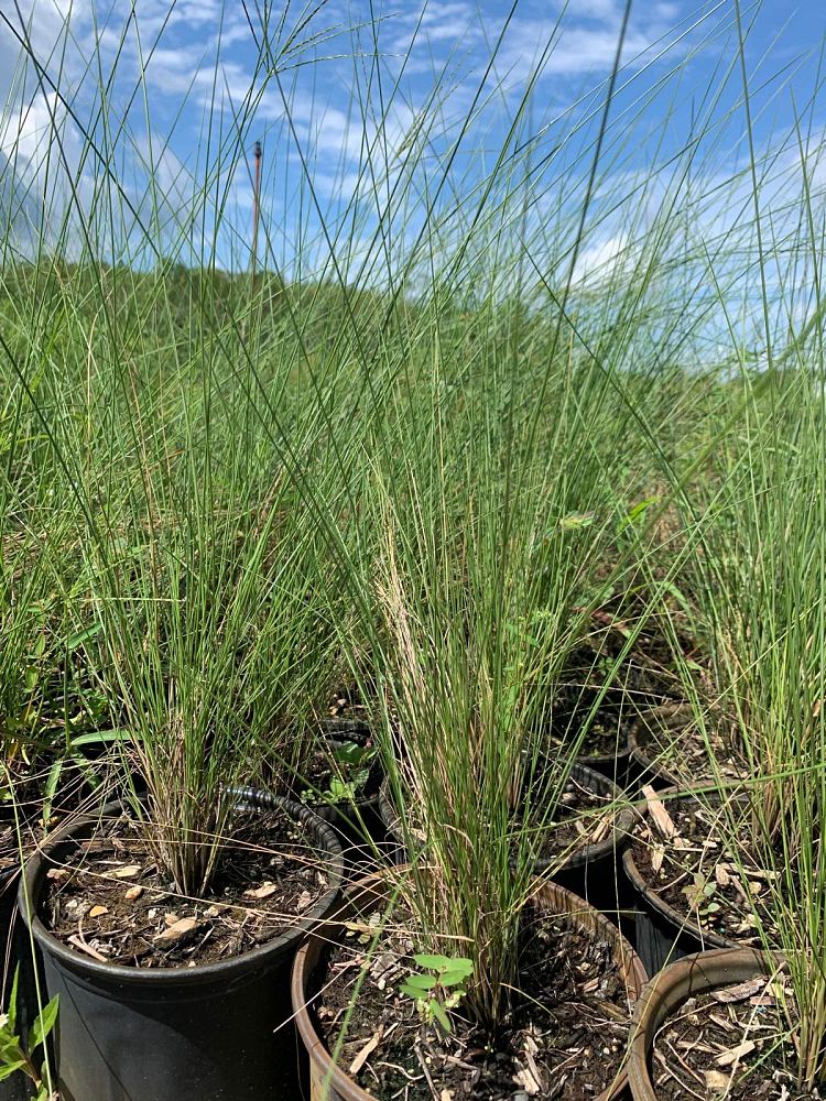 muhlenbergia-capillaris-gulf-coast-muhly-grass-hair-awn-muhly-pink-muhly-grass