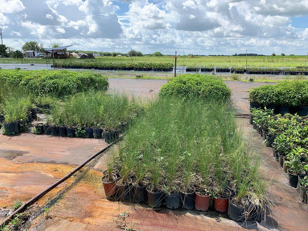 muhlenbergia-capillaris-gulf-coast-muhly-grass-hair-awn-muhly-pink-muhly-grass
