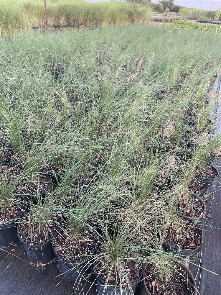 muhlenbergia-capillaris-gulf-coast-muhly-grass-hair-awn-muhly-pink-muhly-grass