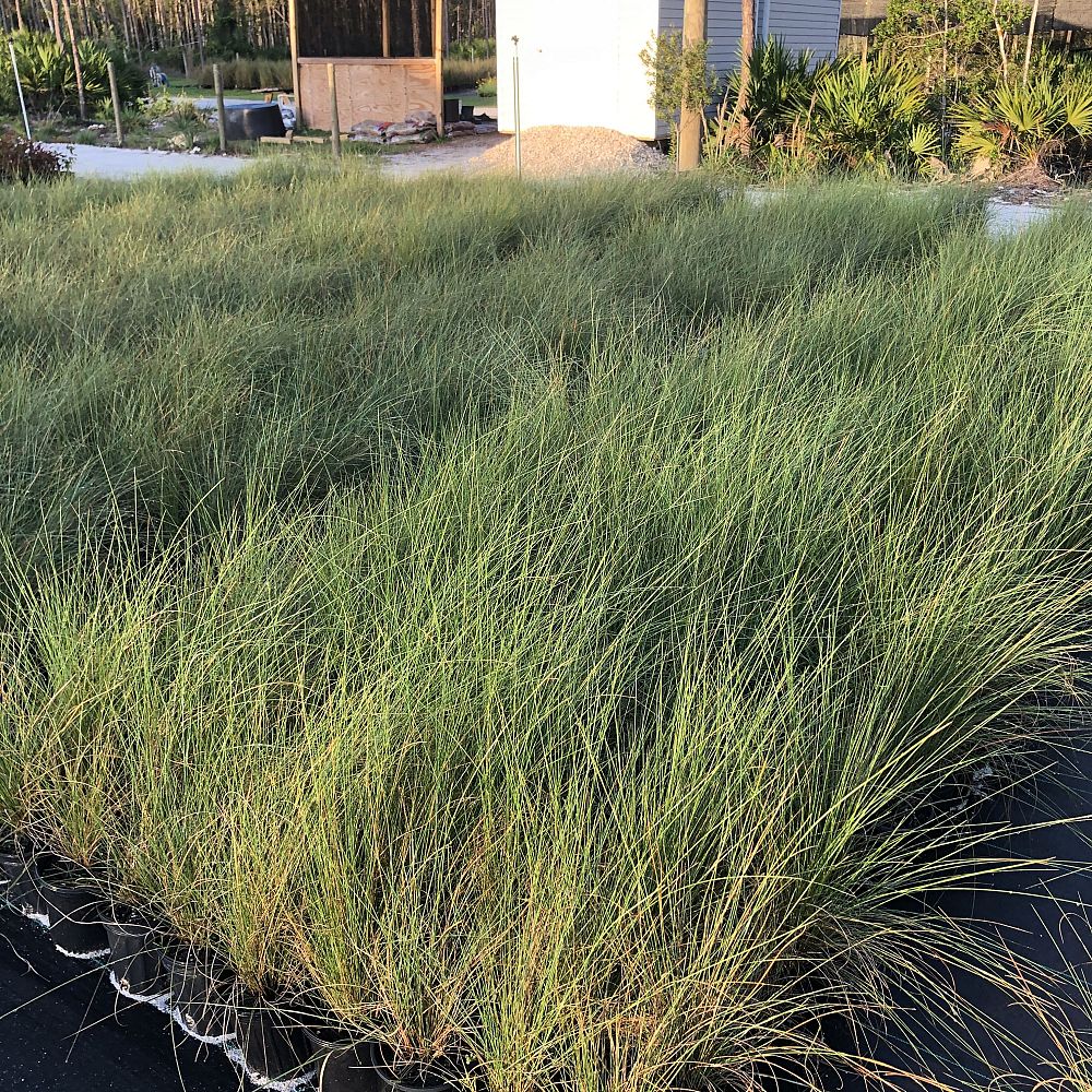 muhlenbergia-capillaris-gulf-coast-muhly-grass-hair-awn-muhly-pink-muhly-grass