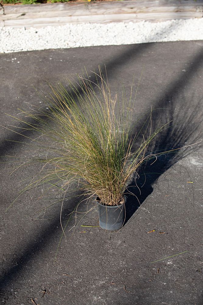 muhlenbergia-capillaris-gulf-coast-muhly-grass-hair-awn-muhly-pink-muhly-grass