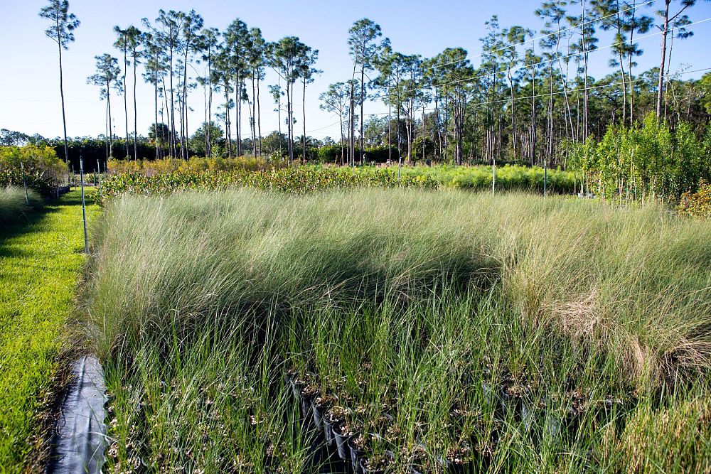 muhlenbergia-capillaris-gulf-coast-muhly-grass-hair-awn-muhly-pink-muhly-grass