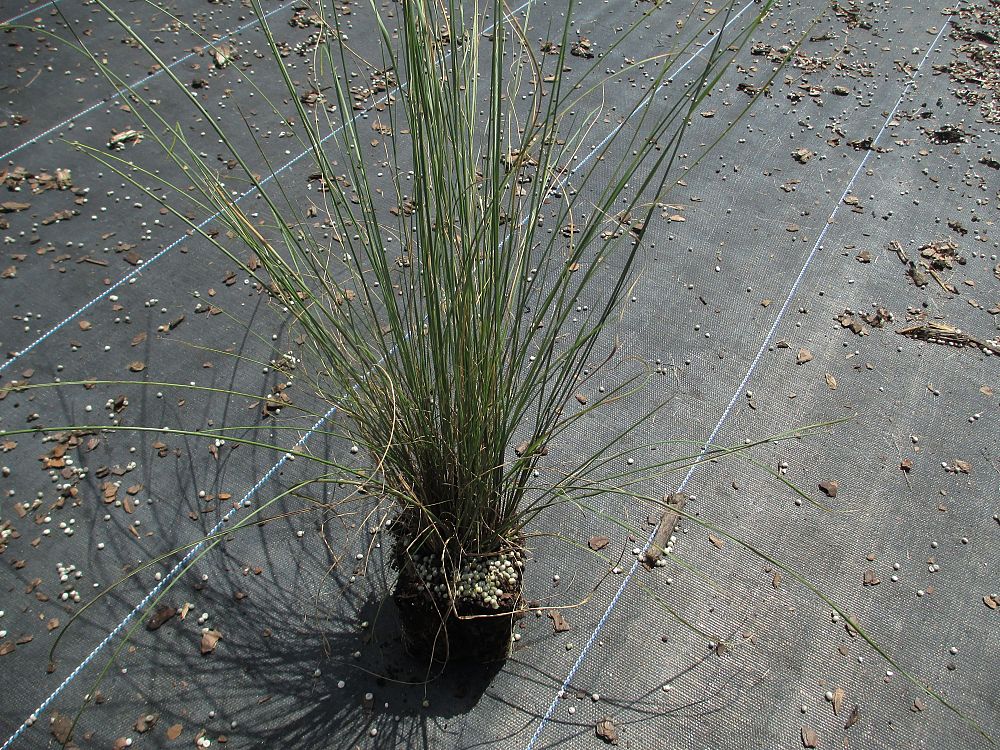 muhlenbergia-capillaris-gulf-coast-muhly-grass-hair-awn-muhly-pink-muhly-grass