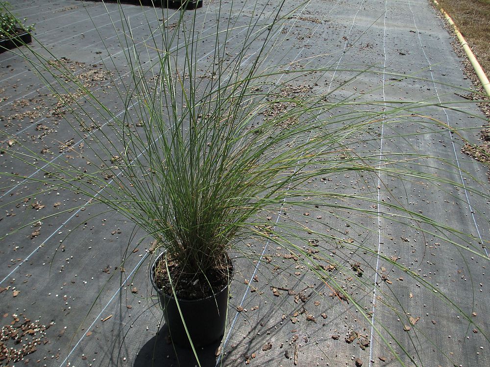 muhlenbergia-capillaris-gulf-coast-muhly-grass-hair-awn-muhly-pink-muhly-grass