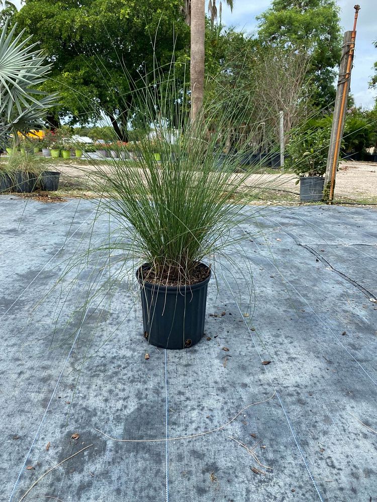 muhlenbergia-capillaris-gulf-coast-muhly-grass-hair-awn-muhly-pink-muhly-grass