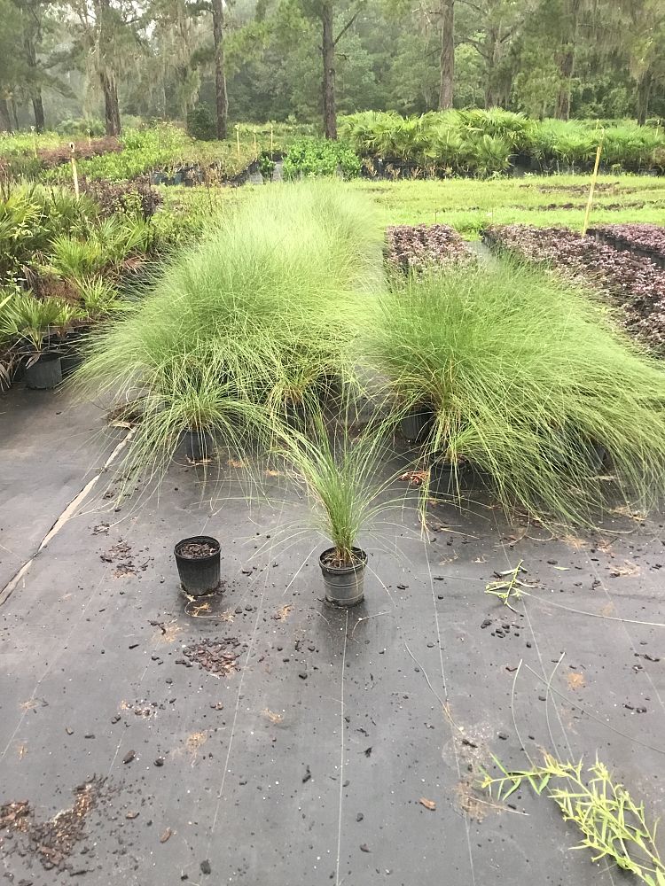 muhlenbergia-capillaris-gulf-coast-muhly-grass-hair-awn-muhly-pink-muhly-grass
