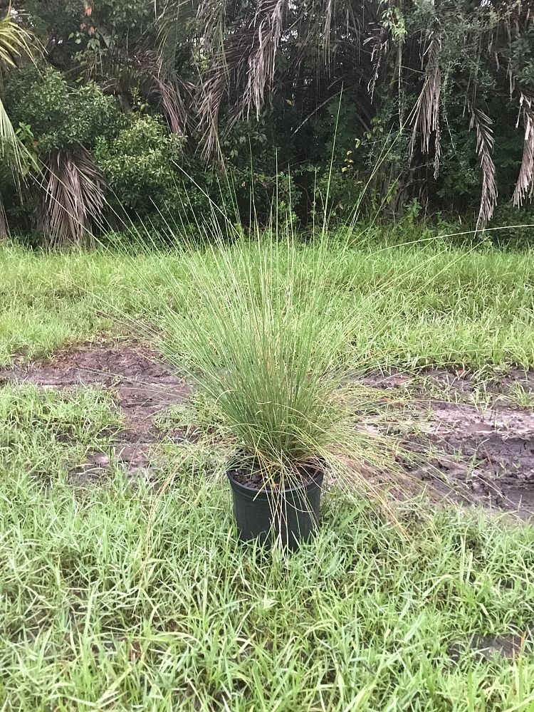 muhlenbergia-capillaris-gulf-coast-muhly-grass-hair-awn-muhly-pink-muhly-grass