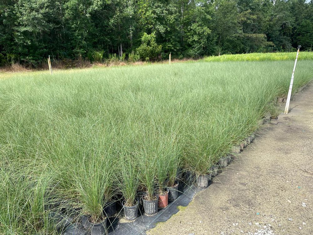 muhlenbergia-capillaris-gulf-coast-muhly-grass-hair-awn-muhly-pink-muhly-grass
