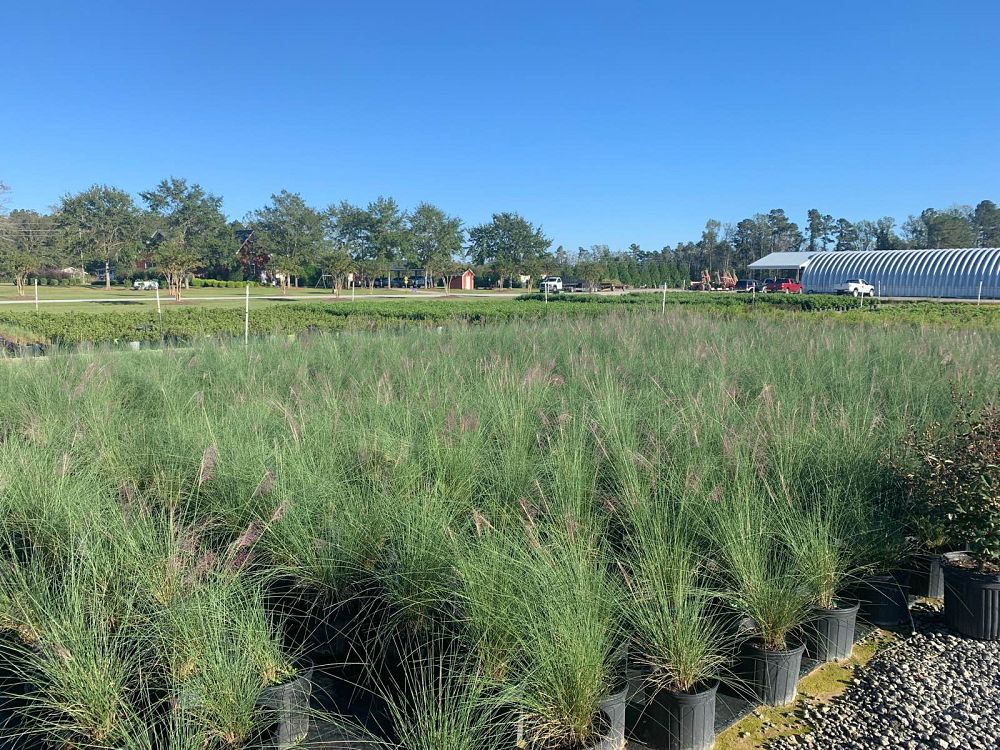muhlenbergia-capillaris-gulf-coast-muhly-grass-hair-awn-muhly-pink-muhly-grass