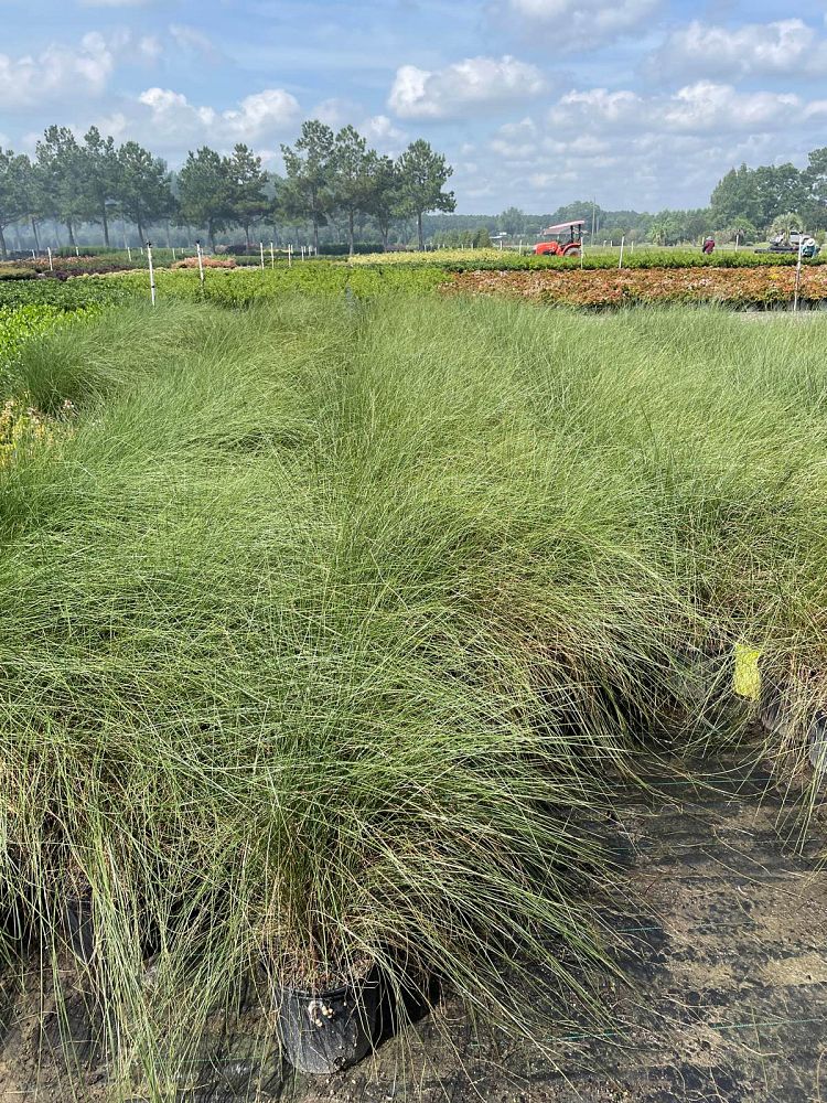 muhlenbergia-capillaris-gulf-coast-muhly-grass-hair-awn-muhly-pink-muhly-grass