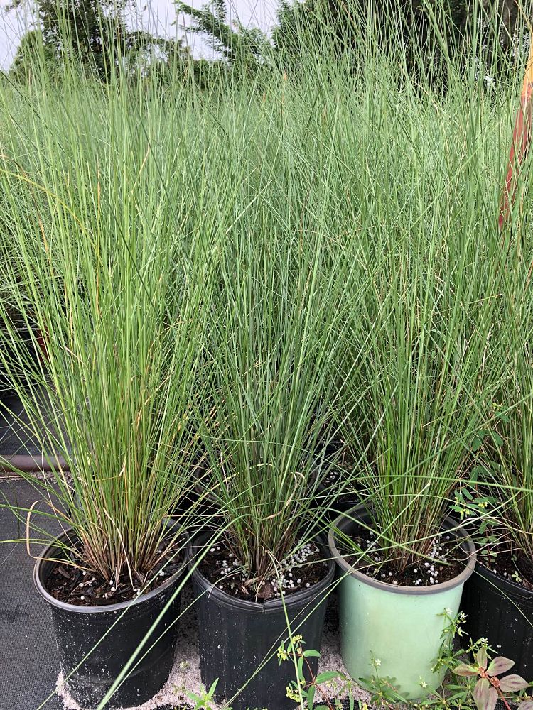 muhlenbergia-capillaris-gulf-coast-muhly-grass-hair-awn-muhly-pink-muhly-grass