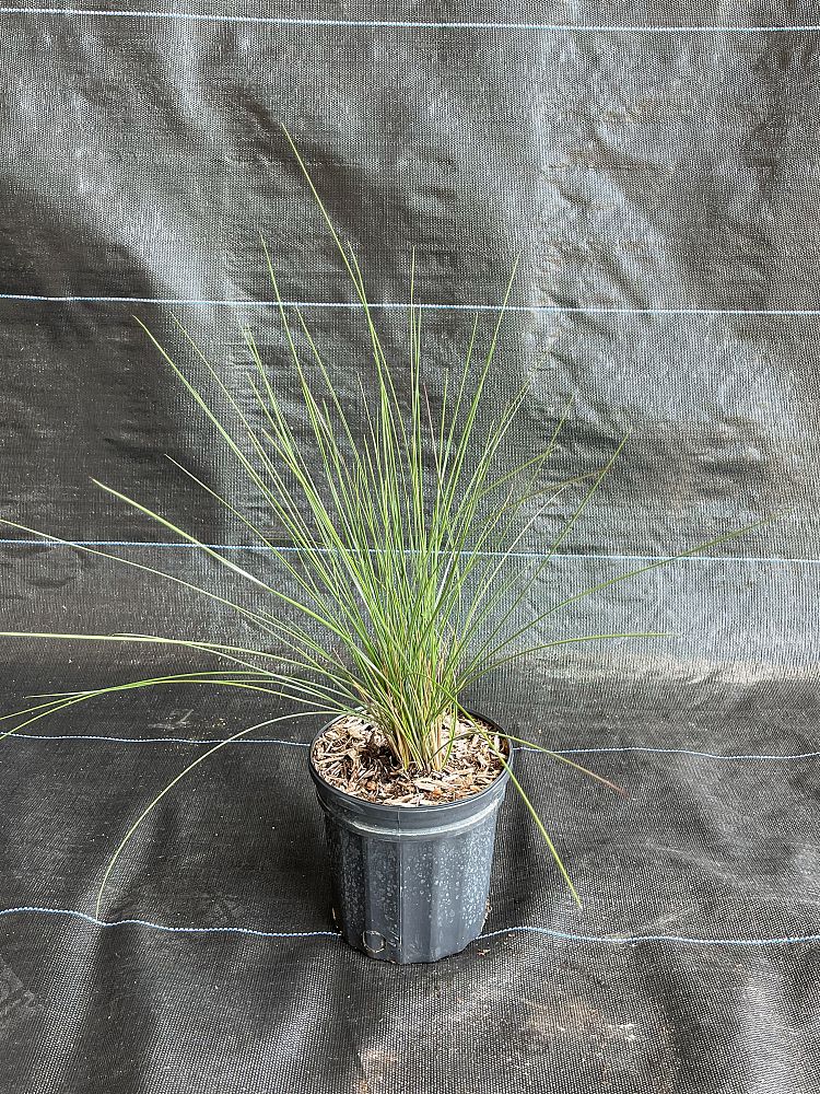 muhlenbergia-capillaris-gulf-coast-muhly-grass-hair-awn-muhly-pink-muhly-grass