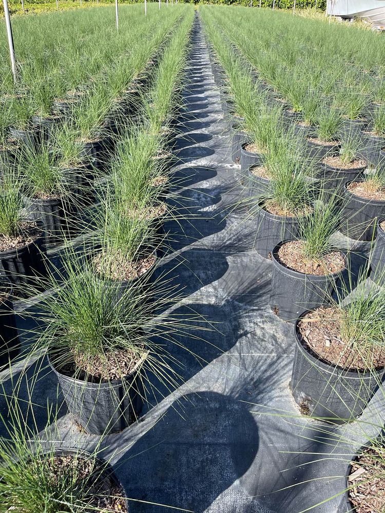 muhlenbergia-capillaris-gulf-coast-muhly-grass-hair-awn-muhly-pink-muhly-grass