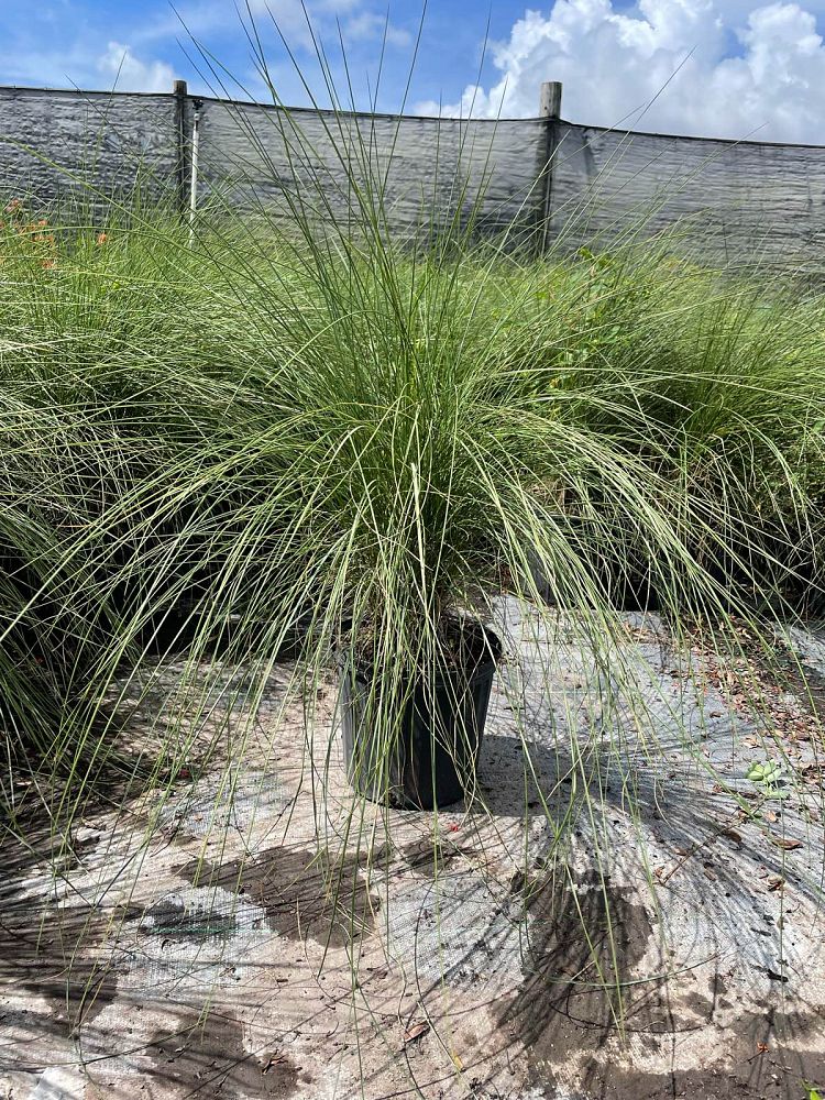 muhlenbergia-capillaris-gulf-coast-muhly-grass-hair-awn-muhly-pink-muhly-grass