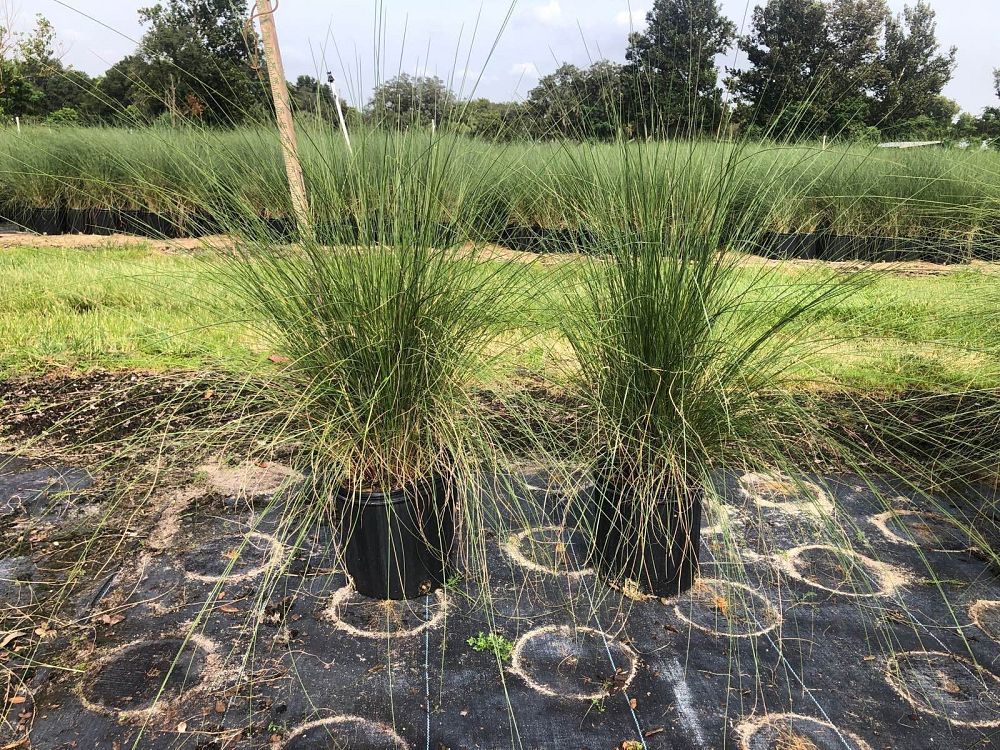 muhlenbergia-capillaris-gulf-coast-muhly-grass-hair-awn-muhly-pink-muhly-grass