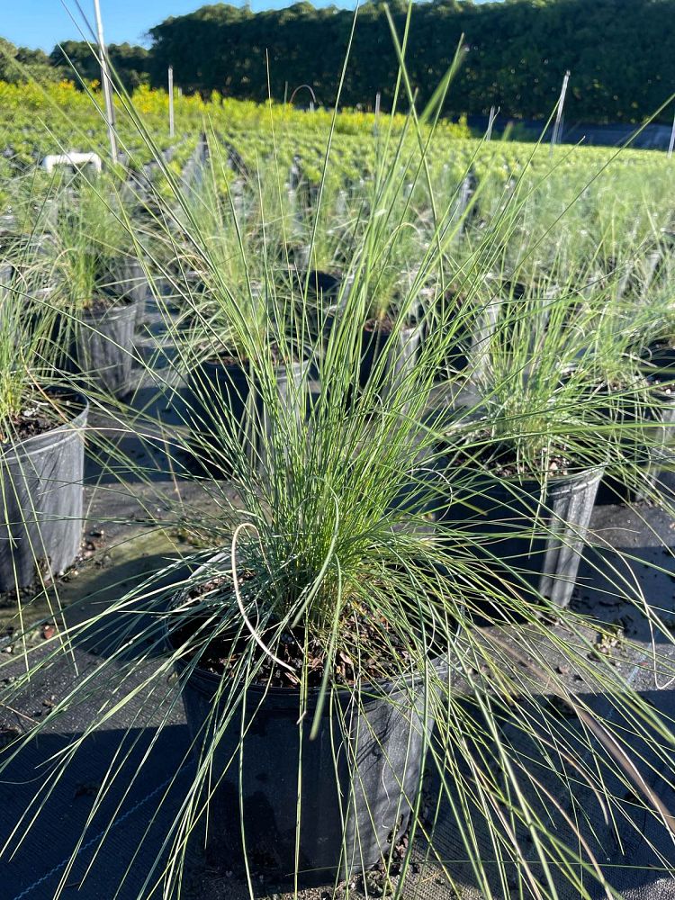 muhlenbergia-capillaris-gulf-coast-muhly-grass-hair-awn-muhly-pink-muhly-grass