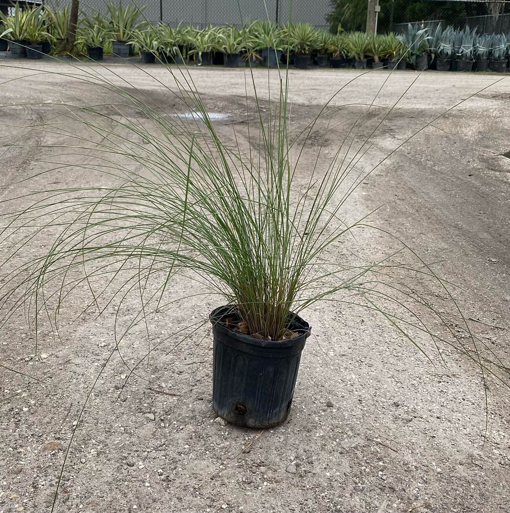 muhlenbergia-capillaris-gulf-coast-muhly-grass-hair-awn-muhly-pink-muhly-grass